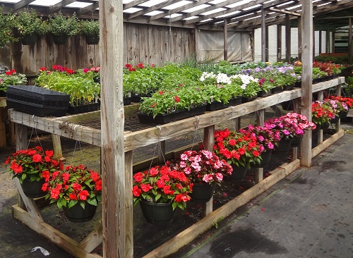 Hanging Baskets and flats of Annuals
